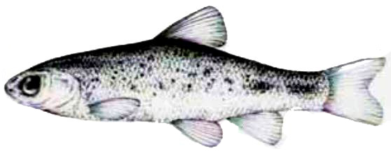 Iberochondrostoma oretanum_01.jpg